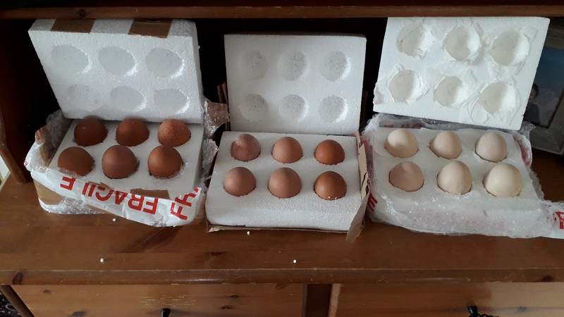 uitkomende eieren