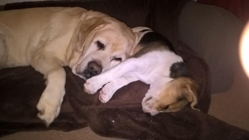 Labrador en beagle puppy.
