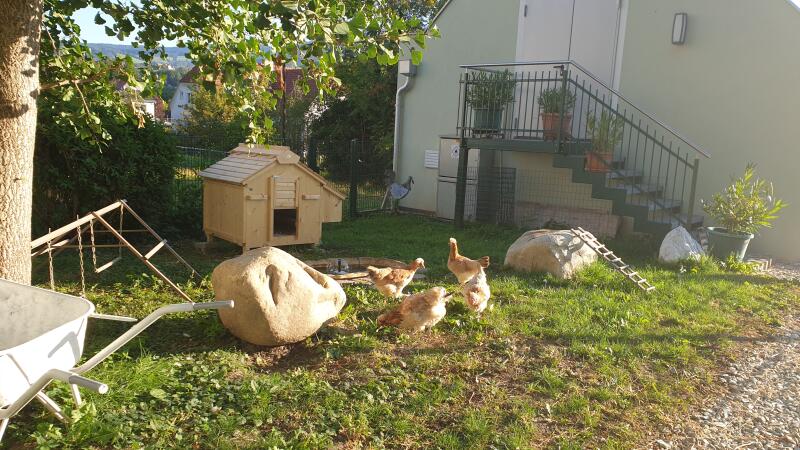 Four chickens pecking seeds in from of their wooden chicken coop