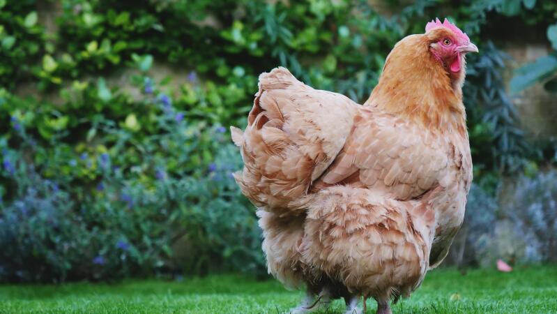 a large orange Lincolnshire buff chicken stood in a garden