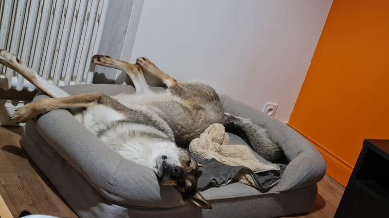 Hund som sover på grå memory foam hundestøtteseng