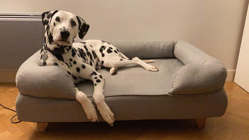 Hund som ligger på Omlet Topology hundeseng med firkantede treføtter