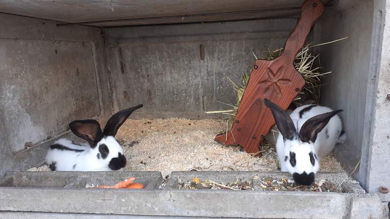 aubiose bedding is good for rabbits.