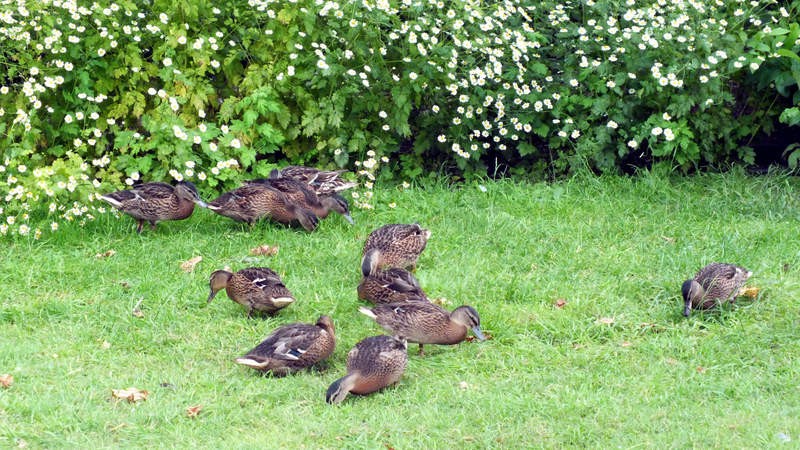 Mallard Ducks Foraging