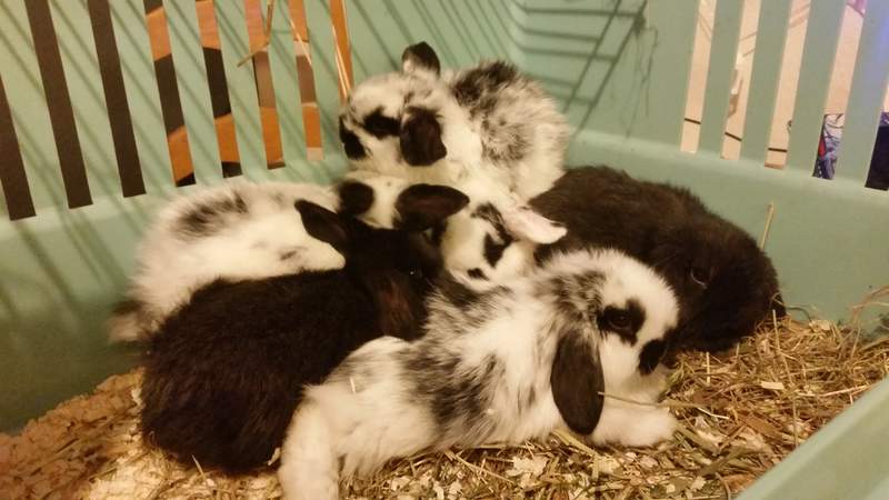Bunny pile