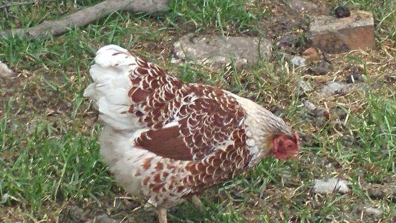 orpington chicken in a garden grazing