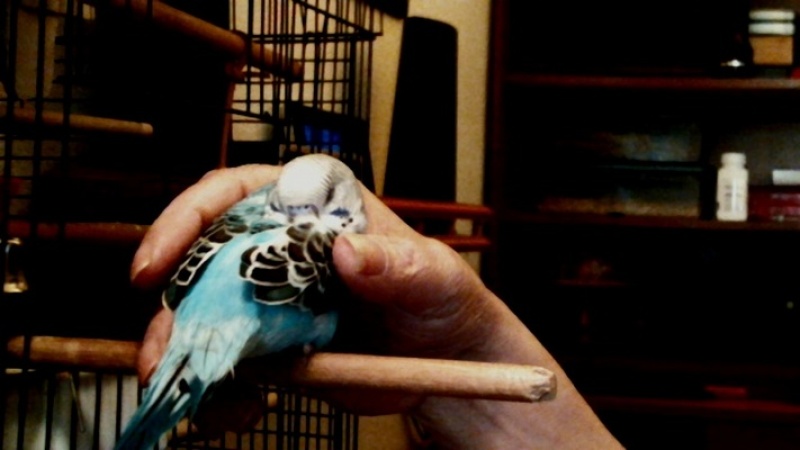 Budgie Being Petted