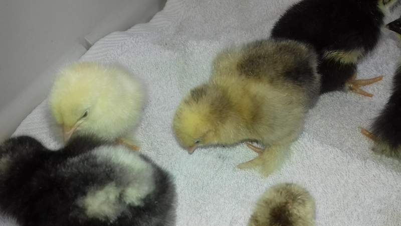 Pekin bantam chicks - just 2 days old.
