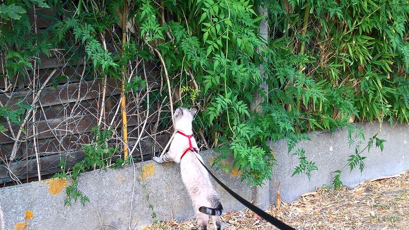 Een kat aan de lijn die naar een hek kijkt