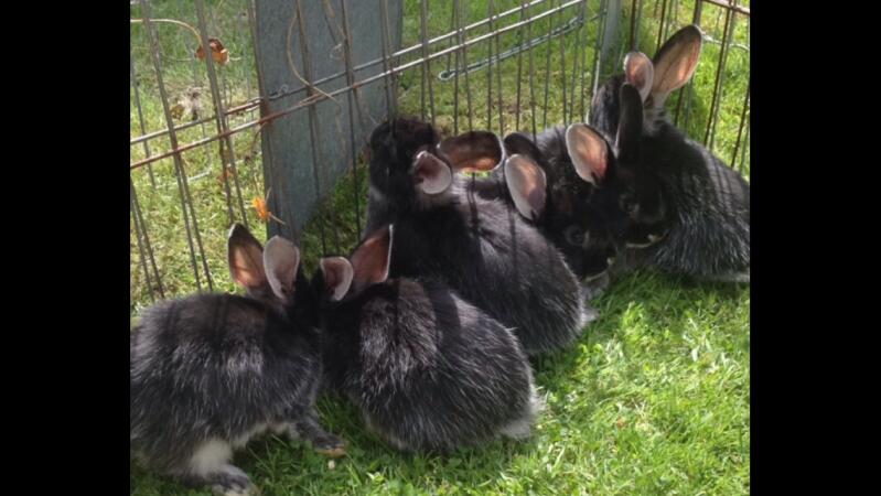 Silberfuchs Kaninchen