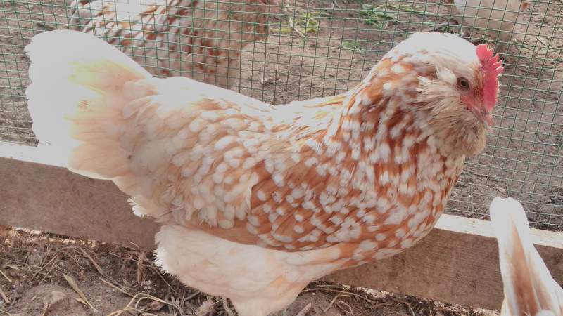 Gross chamois thuringian hen