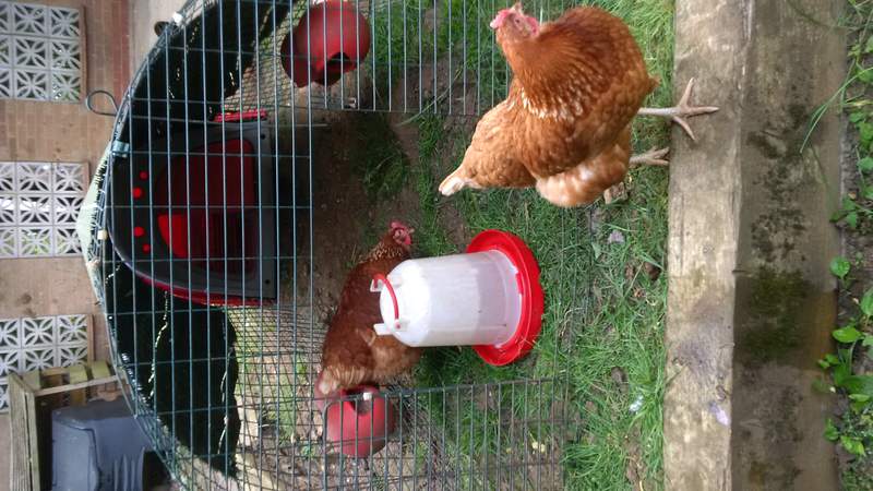 i miei polli a casa da Tierney