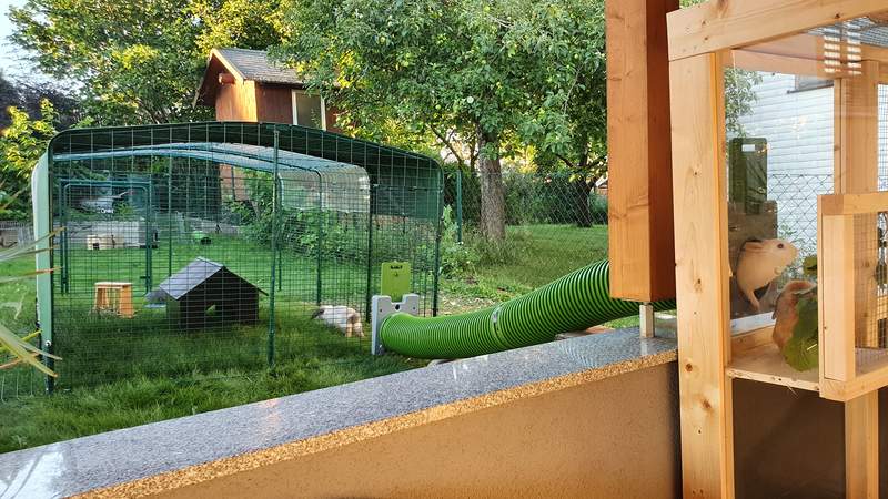 The zippi rabbit tunnel is used to let guinea pigs outside a house.