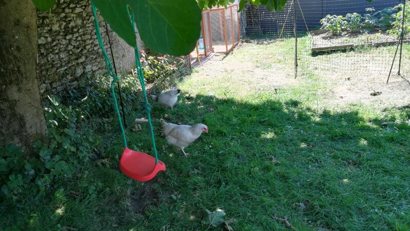 Twee kippen grazen in een tuin met een schommel