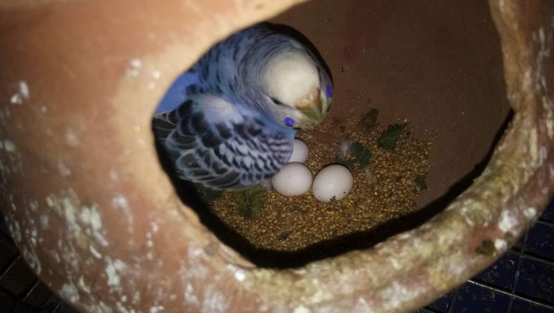 Budgie laying eggs