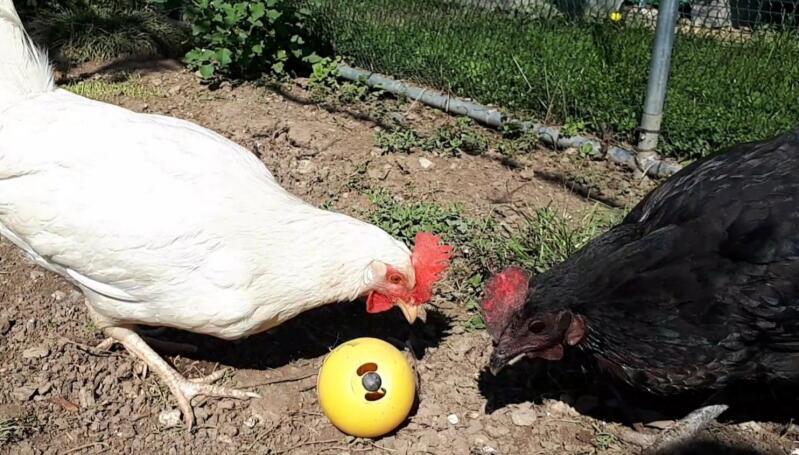 Two chicken pecking a chicken toy