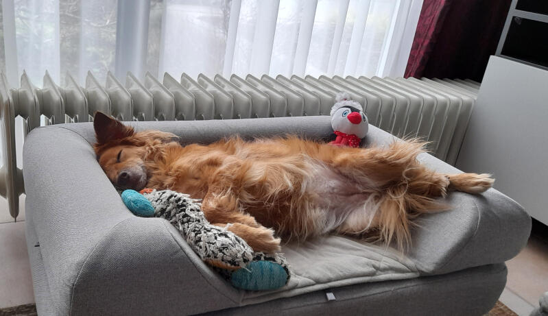 Hund schläft auf Omlet Topology hundebett mit grauer nackenrolle