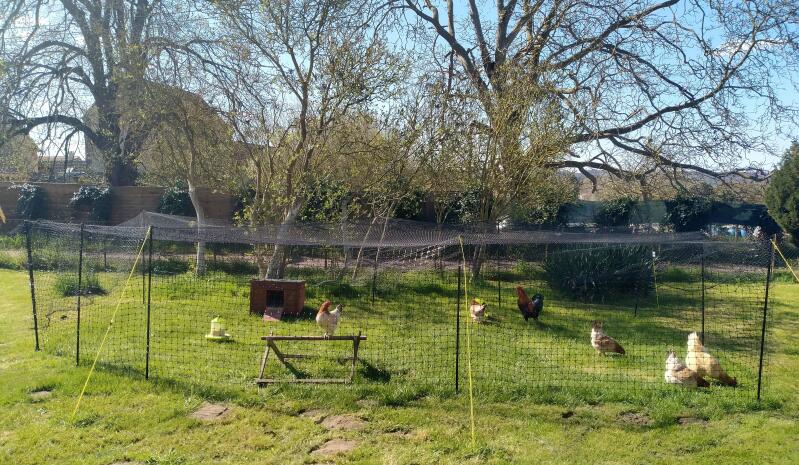 A chicken fence installed in a sunny garden
