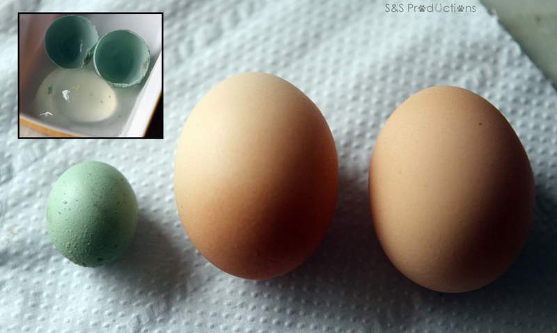 Leghorn vind egg på siden av ex batteri høner egg