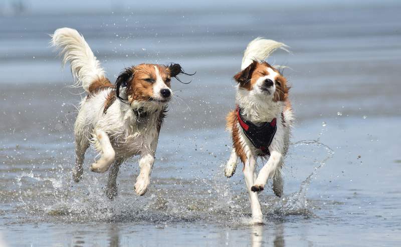 Twee bruine en witte honden rennen op de zeekust