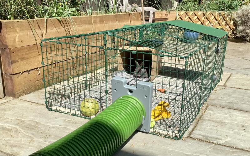 A rabbit inside his single height rabbit run; connected to a tunnel