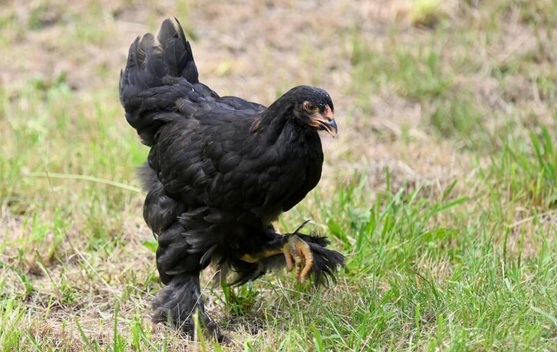 Een zwarte brahma kip die in de tuin loopt.