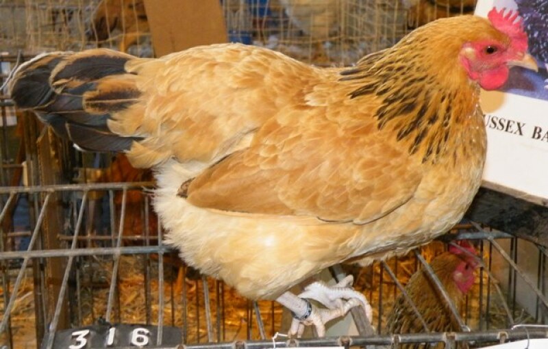 Sussex Bantam Chicken on top of cage