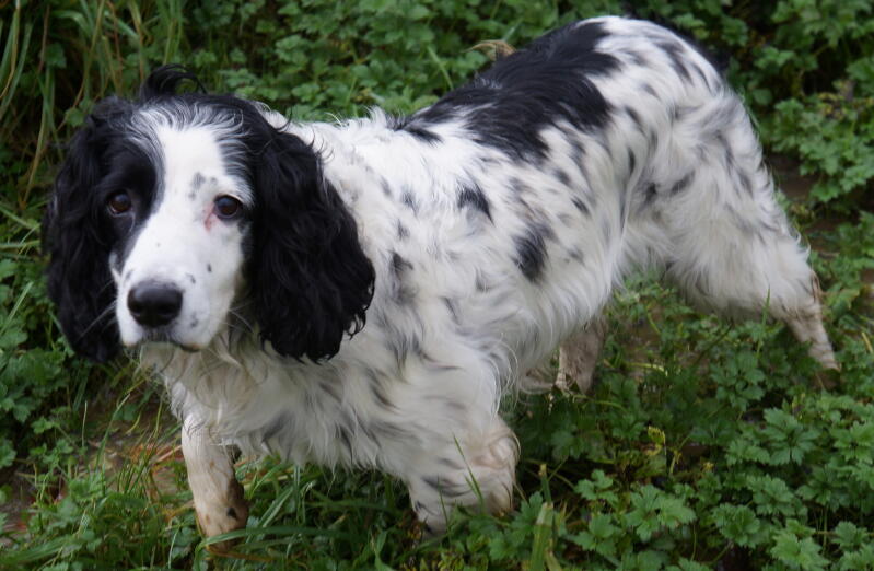 a black and white spotty english springer spaniel dog in a garden