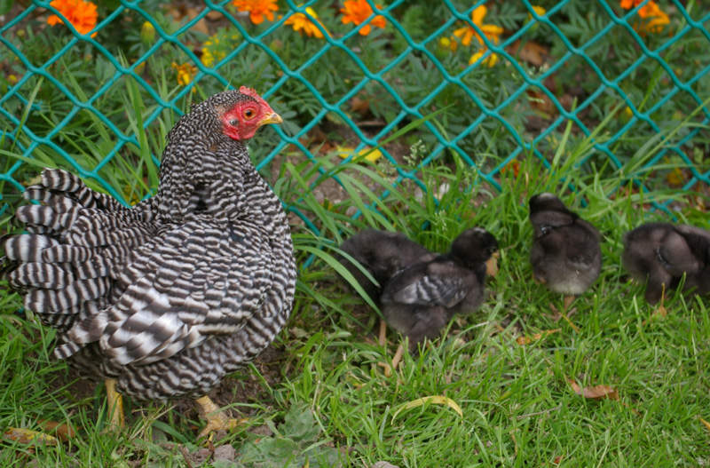 Gallina con pollitos en el jardín