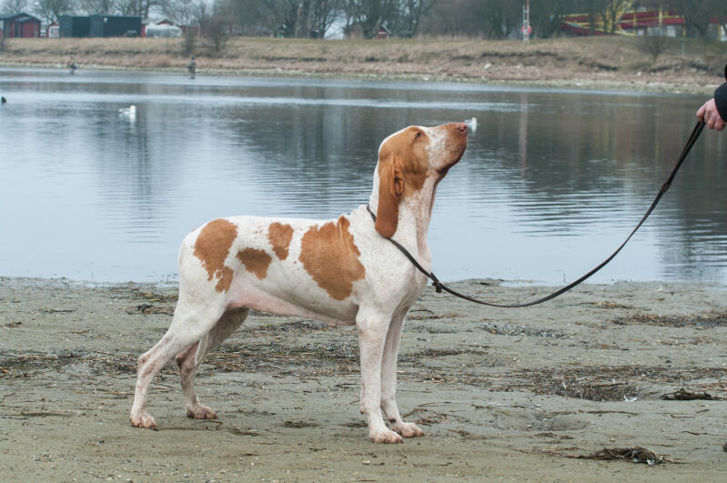 a white dog with brown spots on a walk by a river