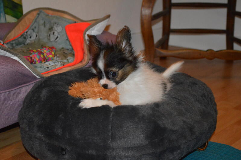Ein kleiner hund in einem donutförmigen katzenbett