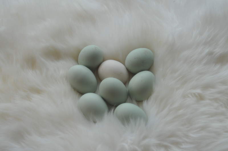 Groene eieren van Rumpless Araucana