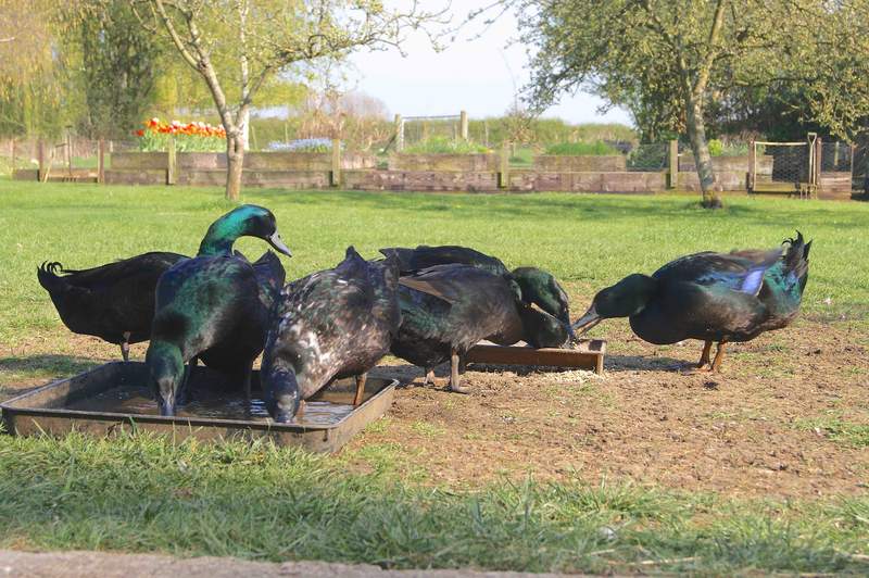 a large group of black and blue cayuga ducks in a park eating a drinking