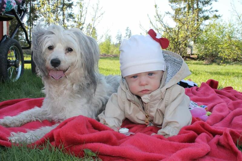 Een witte en grijze hond die naast een baby op een picknickkleed ligt