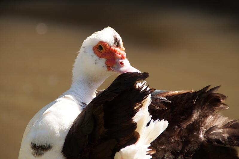 a close up image of a black and white Muscovy duck
