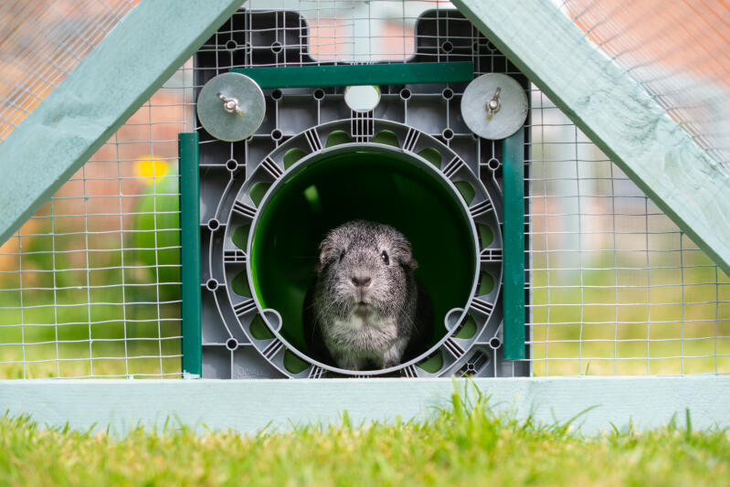 a grey guinea pig stood in a zippi tunnel attached to a mesh run
