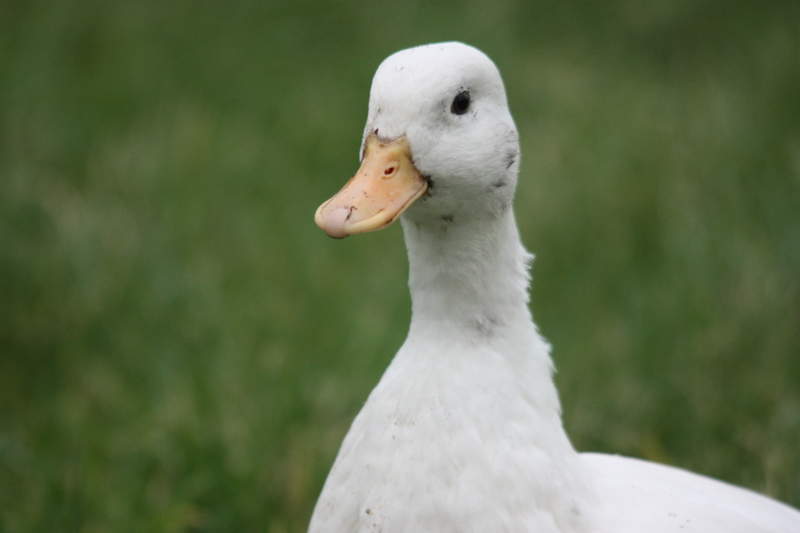 A white duck on some grass
