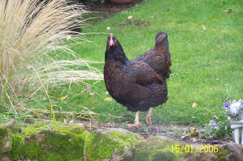 Barnevelder chicken standing on some grass
