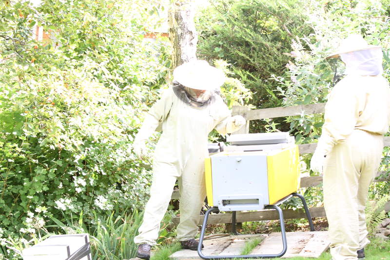 Loading bees in for first time