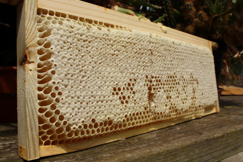 Section of capped honey