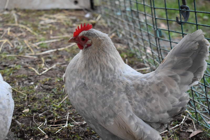 a booted bantam hen with pale feathers in a chicken run