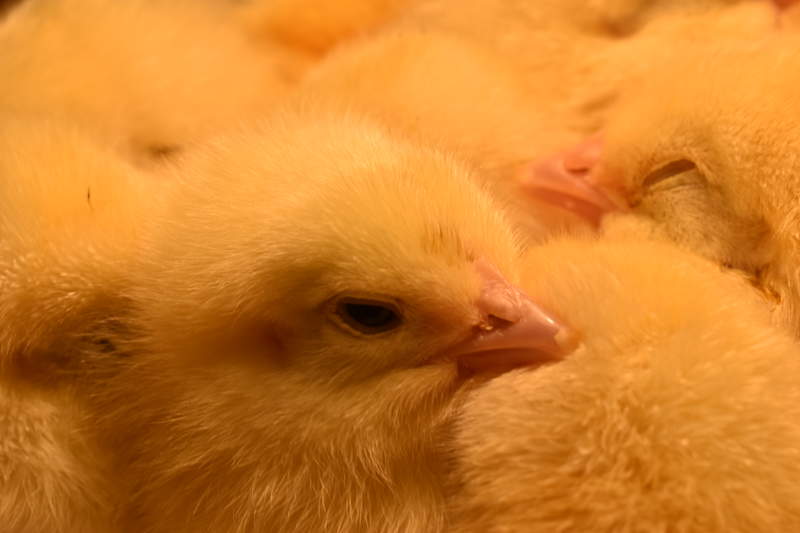 a close up image of a yellow chick