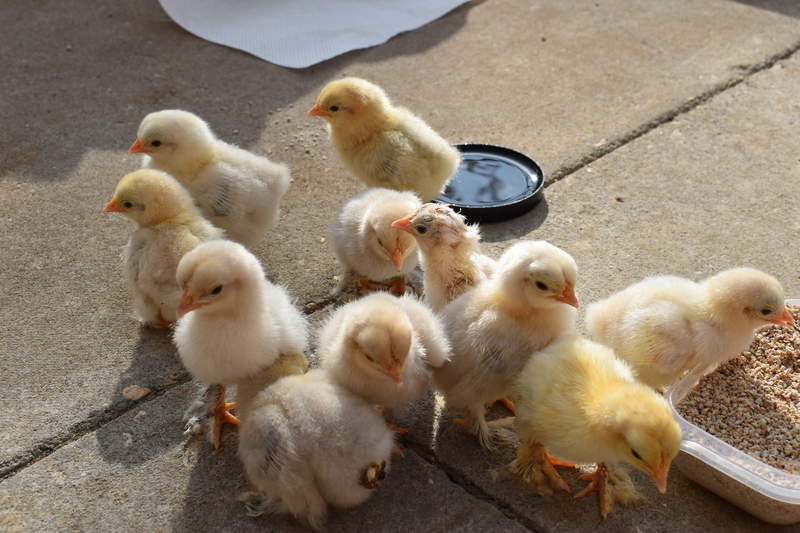 lots of small baby chicks which are yellow and grey stood on a patio eating food