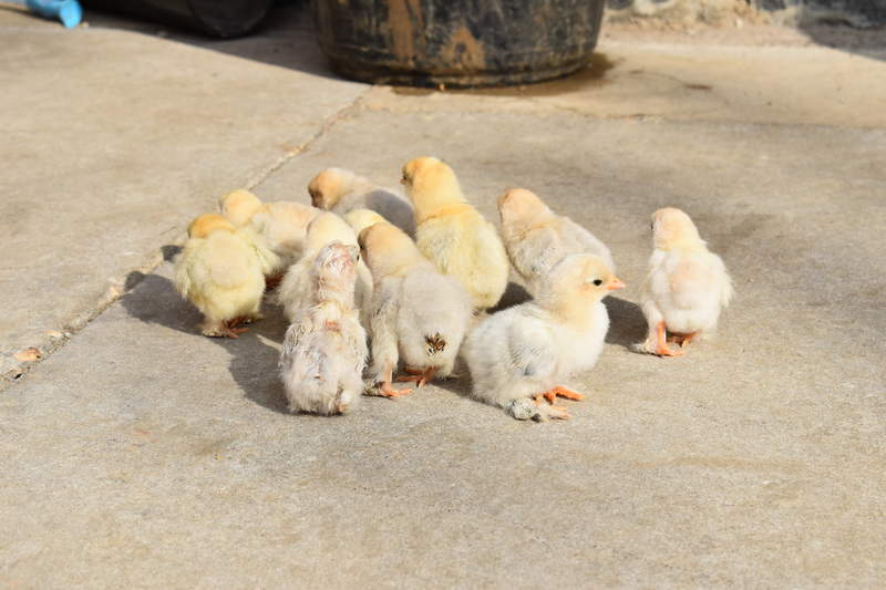 lots of small white and grey chickens stood on a patio in a garden