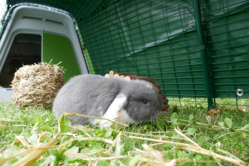 Mały szaro-biały królik, który cieszy się trawą w swoim wybiegu