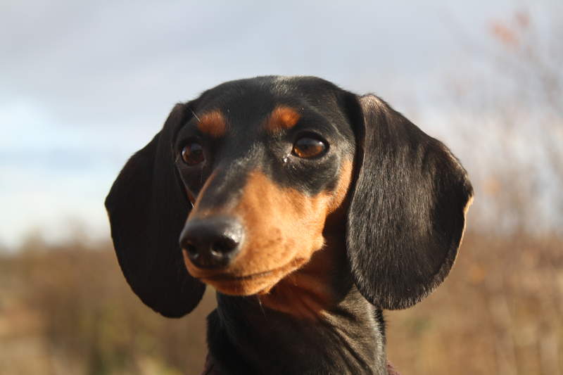 a close up image of a black and brown dachshund outdoors in the sun