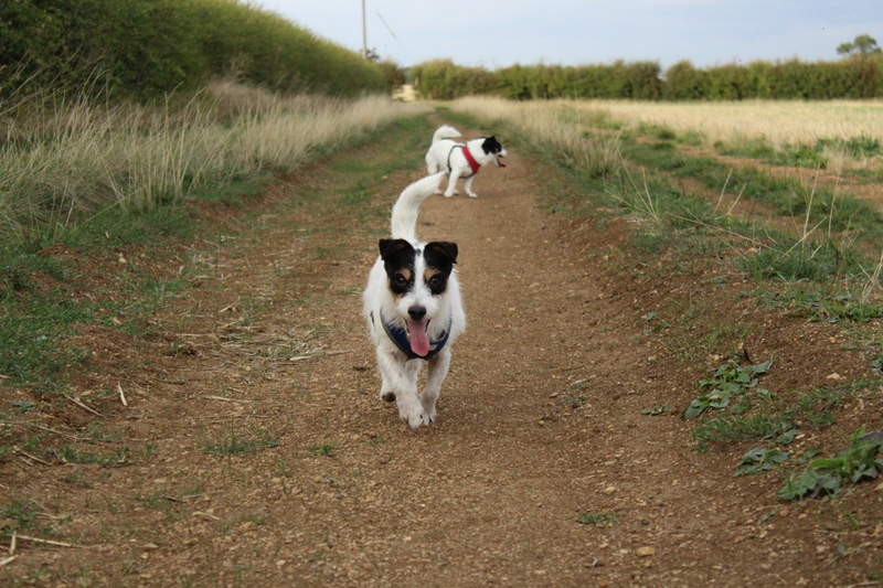 Dogs in run