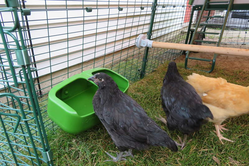Kyllingdrikking inni og Omlet hønsegård