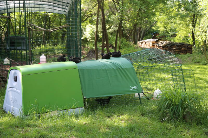 A chicken coop with 2m run in a garden, with chicks sitting on top of the run
