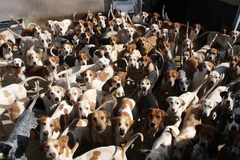 tons of white brown and black english foxhound dogs ready to be let out